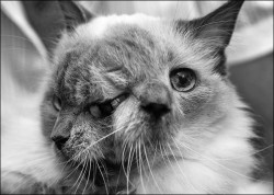 viviennevomit:  WORCESTER, Mass.: Frank and Louie the cat was born with two faces, two mouths, two noses, and three eyes. 12 years after his owner rescued him from being put to sleep because of his condition, cat is not only thriving but has made it