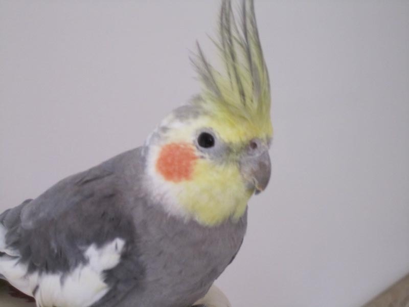 Meet Raphael.
This rescue cockatiel came to me so sick no-one thought he would survive. But he did. Now he is a happy bird who sings beautifully :)
He found his way into Golden Earrings as Paloma’s pet bird, ‘Diaghilev’.