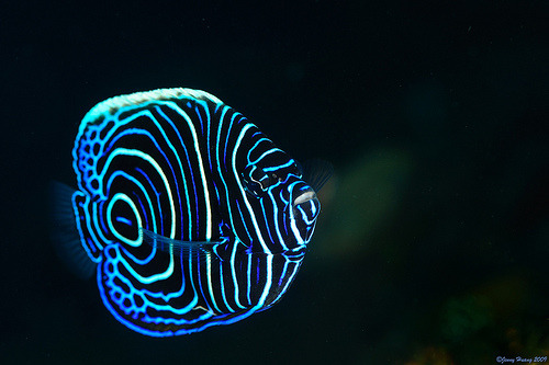 oceansoftheworld: (Photo by JennyHuang) This is a juvenile emperor angelfish (Pomacanthus imperator)