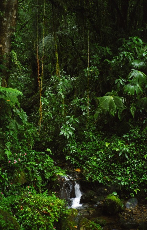 vanillaa-sunshine: ❁❁ Calm and relaxing jungle blog ❁❁