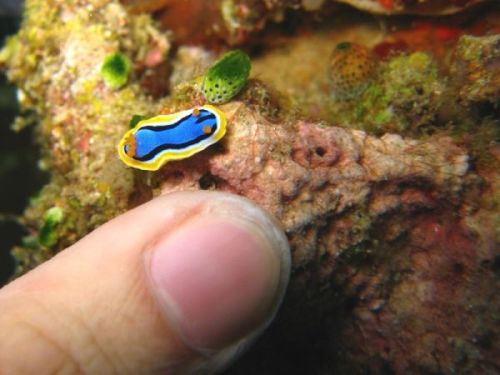 fuckyeahbranchs:  i-want-to-be-friends-with-it:  To show how small they actually are. I want to be friends with it.  This is just a baby branch, but you should still want to be friends with it.  scream