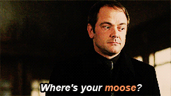 Battle Moose