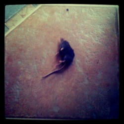I came out of my office because the cat was being rather insistent. Sure enough on our dining room floor is a dead mole. Thanks for the gift :/ (Taken with instagram)