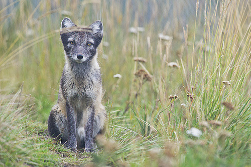 foxograph:  Arctic Fox 4 (by Dan Newcomb Photography) 