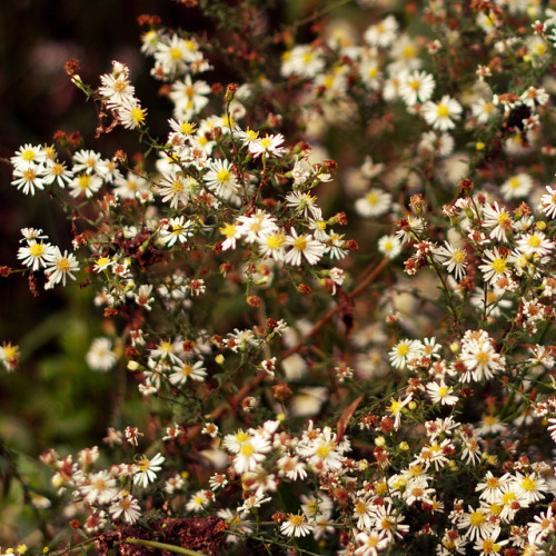 365/255 - Millions of Flowers on Flickr. ©Rachel Marie Smith Photography