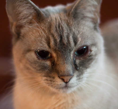 jennittles:kazdraws:Hexe has an eye infection, which I’ve read is pretty common for cats. howe