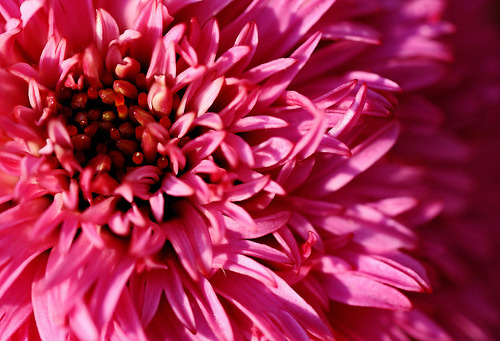 coralite:
“ Pink Cornflower Center (3518_fix) (by psuhockeychick)
”