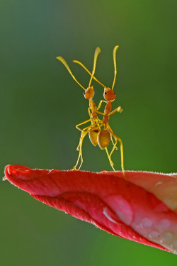 magicalnaturetour:  Dancing Ants by Teguh