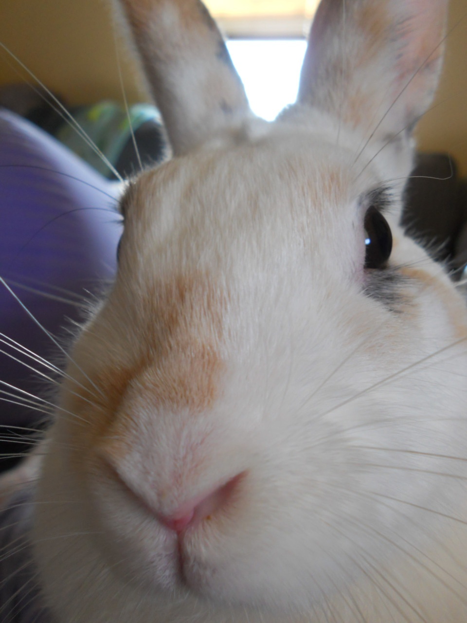 thewhoviancumberbabe:  Guise. Guise. Say hello to my bunny rabbit. His name is: His