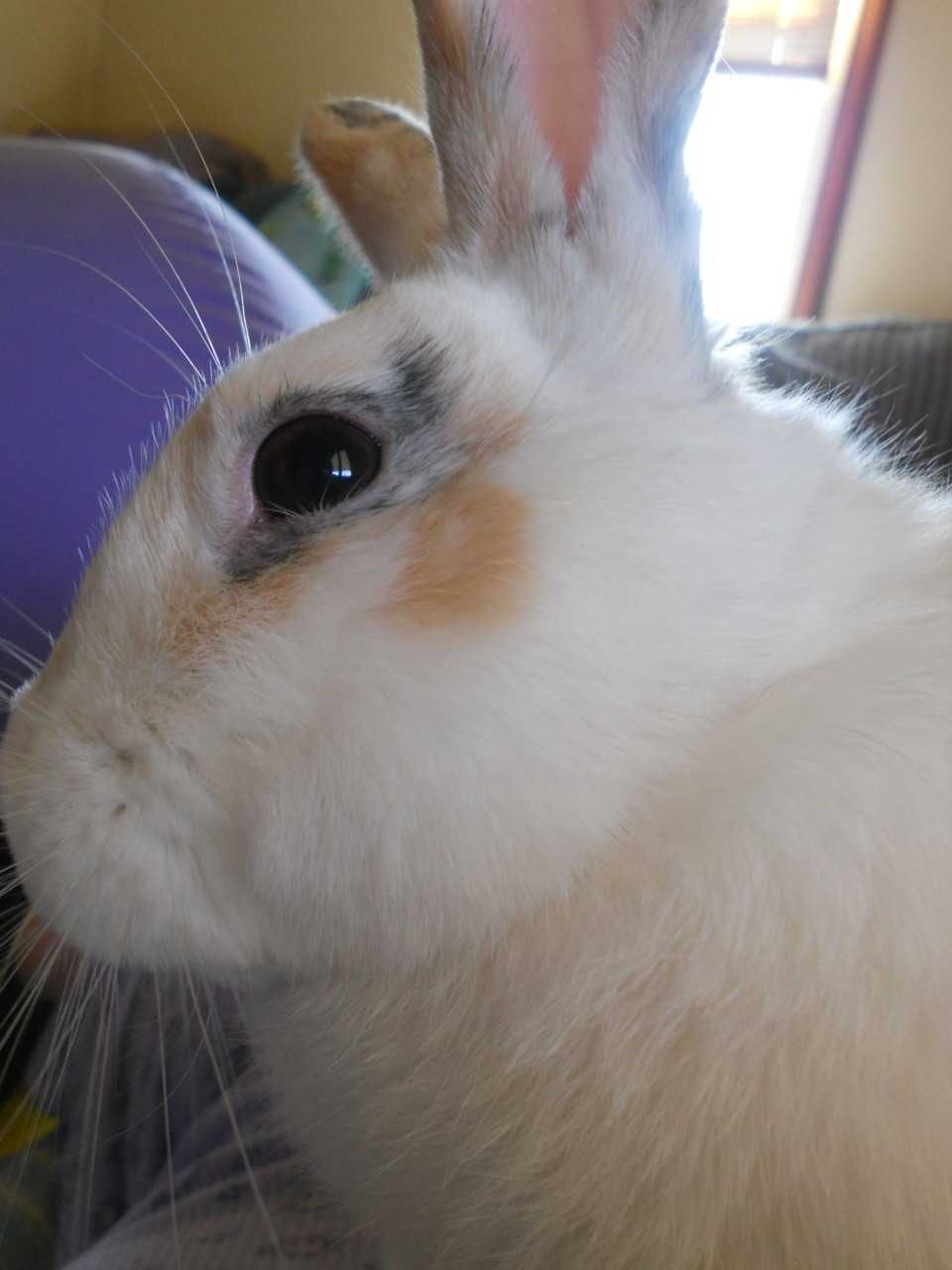 thewhoviancumberbabe:  Guise. Guise. Say hello to my bunny rabbit. His name is: His