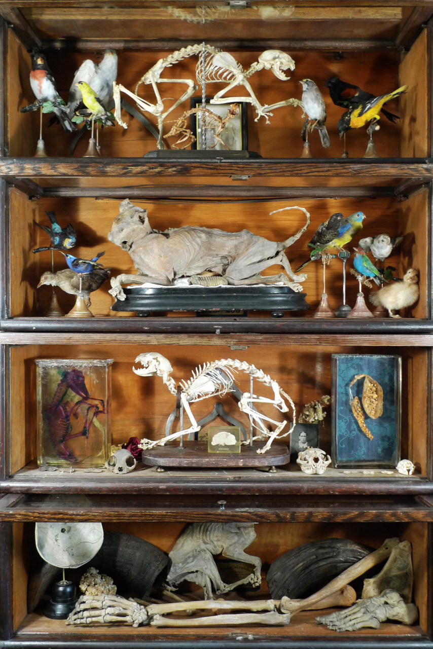 ryanmatthewcohn:  Cabinet of Cats, Birds, &amp; Other Assorted Specimens. Ryan