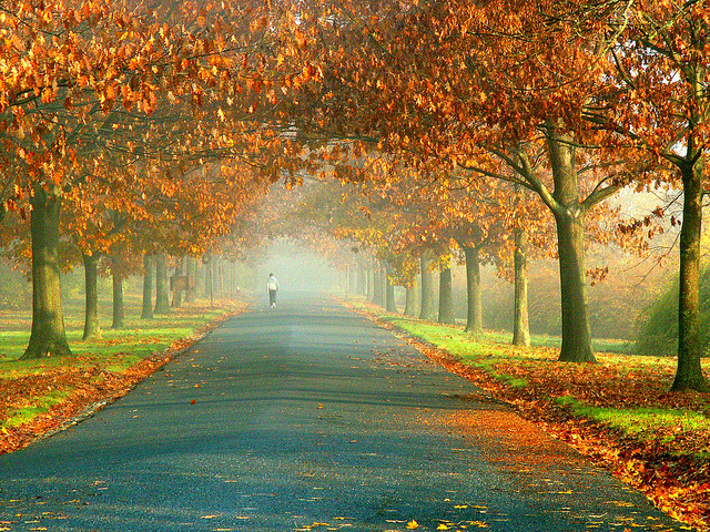 bperone201:  Fall in the NJ botanical gardens, Ringwood. By Stanley Zimny 