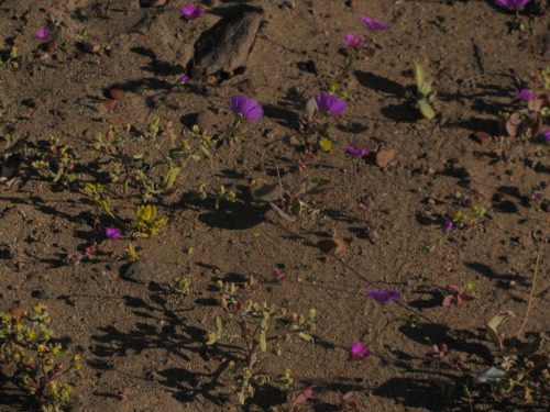 zacariasmedina:  errantmoth:  Desierto florido 2011, Atacama. fotito que saque hace unas semanas. De lejos las flores parecian lagunas rojas en el desierto.  *-* 