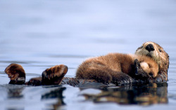 c0mets:  female sea otter floats with a newborn pup resting on her chest in Prince William Sound, Alaska (by Calgary MAYOR NENSHI) 