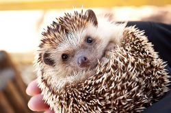 crkampbell:  I want a hedgehog so freakin’