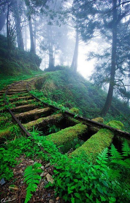 bluepueblo:  Moss Covered Railroad Tracks, Taiwan photo via tony 