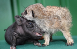 kandiixion:  buggy-love:  maddierose:  A newborn meerkat and a baby micro pig have become fast friends at an animal display company based in Worcestershire, England. Workers at Tropical, Inc named the two babies ‘Timon’ and ‘Pumba’ after the animal