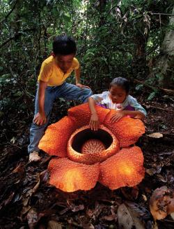 danceabletragedy:  Rafflesia Arnoldii Rafflesia arnoldii is the world’s largest flower having a diameter of about one meter and weighing up to ten kilograms. It is a rare flower and not easily located. It grows only once a year and blooms for around