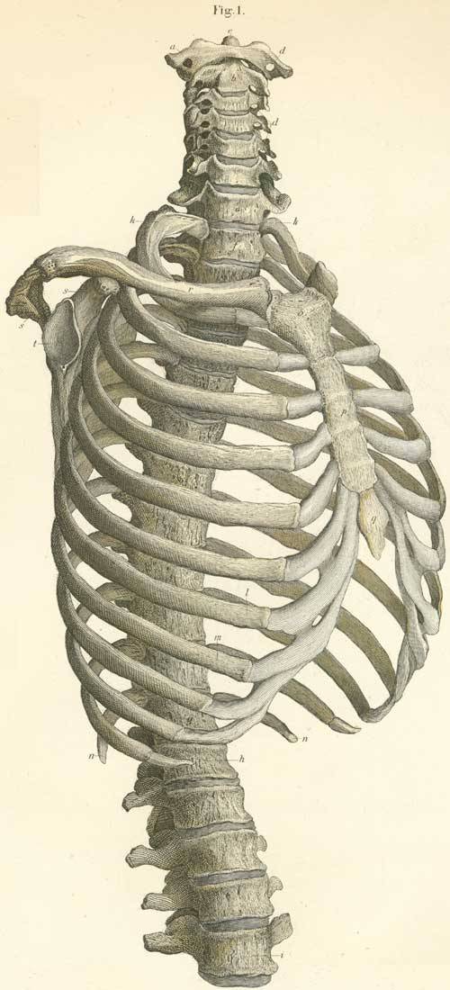 Medical School • Anatomy lesson: a) Atlas, first cervical...