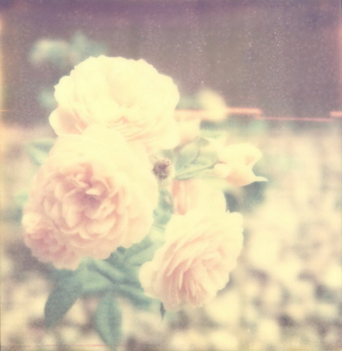 hopefullysophie:  gardening gratitude by Janelka on Flickr. this is nature. 