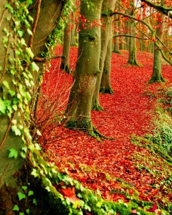 bluepueblo:  Autumn Forest, Dublin, Ireland photo via andreassch 
