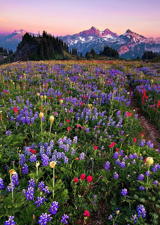 Que as cores alegres desse campo florido contagie o seu espírito, como fez com o meu ;)