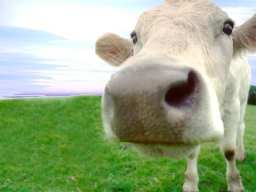 apenas-um-pedido:  A Mozi virou Vaca. Virou nda já era ASHAUSH 