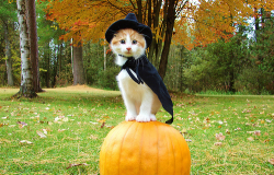 jaredgrrl:  Happy October! 