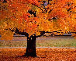 reasons-forthe-season:  crispy leaves and