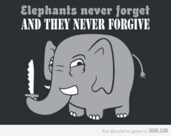 9gag:  Elephants. They never forget. 