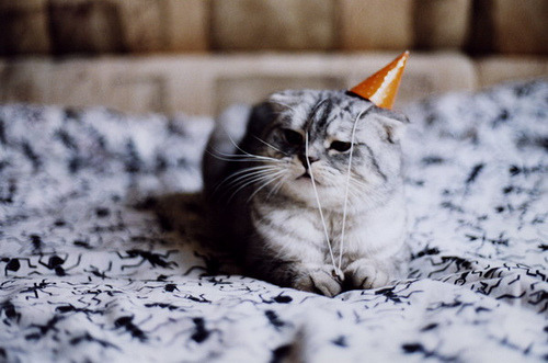 animalstalkinginallcaps:  IT’S COOL. IT WAS ONLY MY 30TH BIRTHDAY. WHY WOULD ANYONE