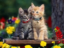 I like cats