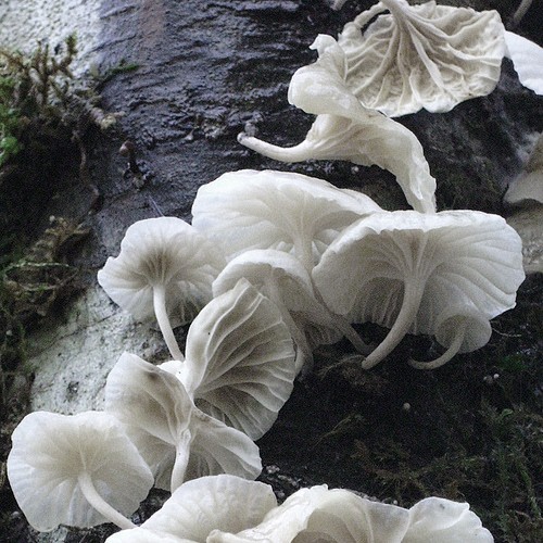 faerieflaws:  ☪☯Princess Palace👽💚