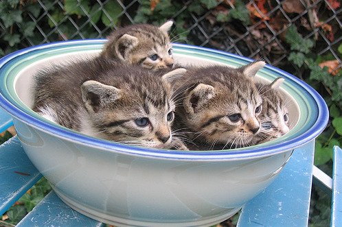 Kittens, God, and You.