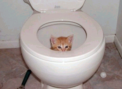Kittens, God, and You.