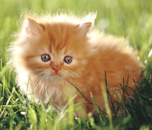 Kittens, God, and You.