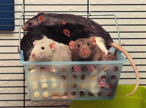 many-splendored-rat:  ohmygosh.  porn pictures