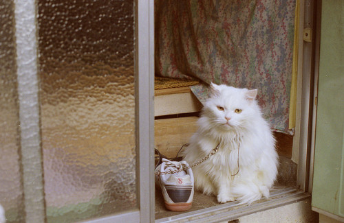 スニーカーと猫 by sabamiso on Flickr.