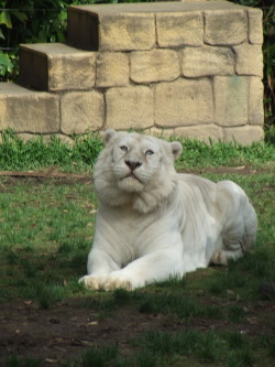 White tiger at Australia Zoo In 2008 Taken