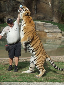 I are giant.  Tiger at Australia Zoo In 2008  Taken by me!