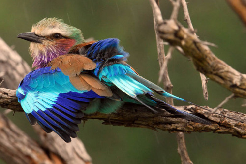 projectsentinel: Coracias caudatus :: Lilac-breasted Roller