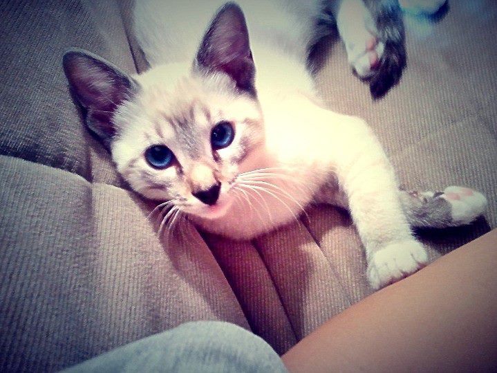 catsareeverywhere:  