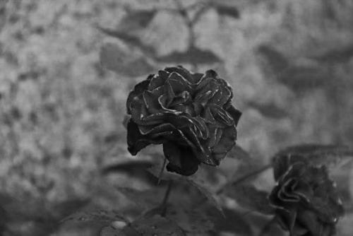 diacetyl-morphine.tumblr.com/post/10993273884/