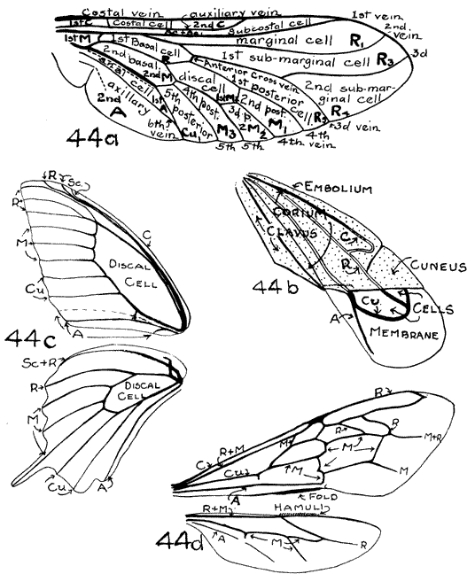 venation