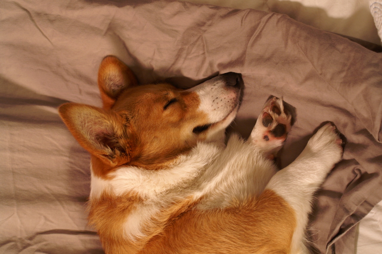 OCD: Obsessive Corgi Disorder