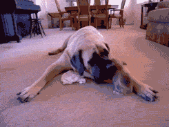 the-absolute-funniest-posts:  English Mastiff (200 lbs.) vs. Chihuahua (5 lbs.) [video/TO] From thefrogman, follow thefrogman for more posts like this Follow this blog, you will love it on your dashboard 