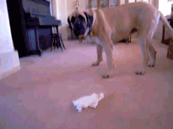 the-absolute-funniest-posts:  English Mastiff (200 lbs.) vs. Chihuahua (5 lbs.) [video/TO] From thefrogman, follow thefrogman for more posts like this Follow this blog, you will love it on your dashboard 