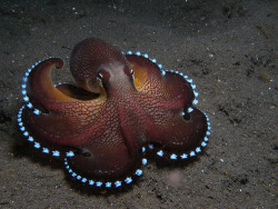 talldarkbishoujo:  shut-up-nanako:  missbananafish:  mysinmysoul:  Look at that fancy octopus. Where are you going, Fancy Octopus? Are you hitting up the octopus clubs? Can I come with you?   Clubtopus   the club can’t even handle this octopus. 