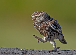 magicalnaturetour:  With Attitude by Austin Thomas :) 