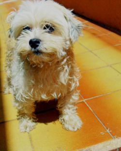 Dog&rsquo;s happy day! 